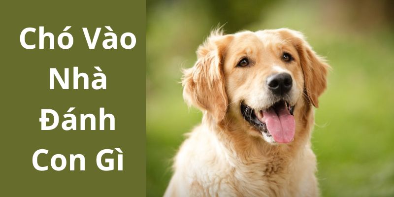 Chó vào nhà đánh con gì