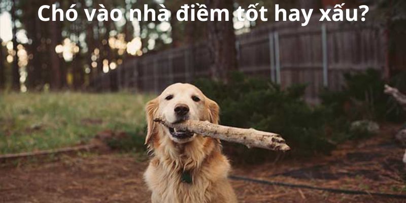 Chó vào nhà điềm tốt hay xấu?
