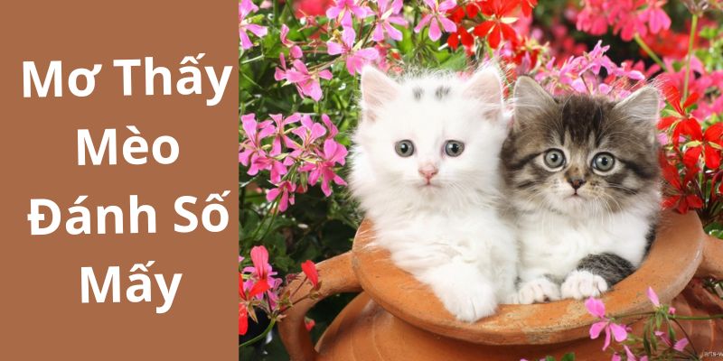 mơ thấy mèo đánh số mấy