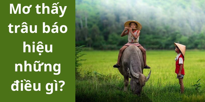 Mơ thấy trâu báo hiệu những điều gì?