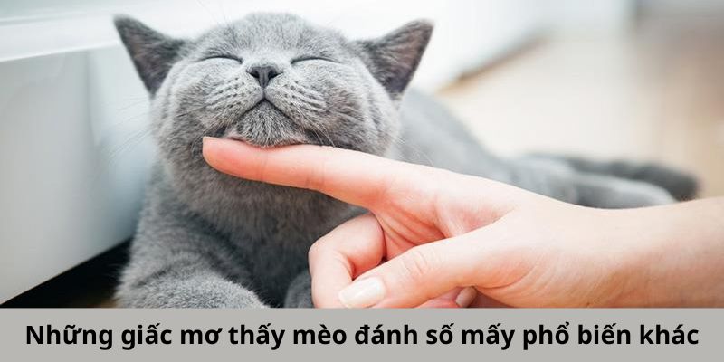 Những giấc mơ thấy mèo phổ biến khác 