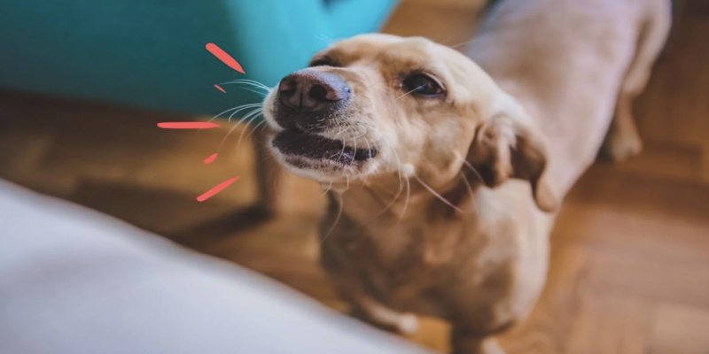 Giải mã chó vào nhà cụ thể theo từng trường hợp