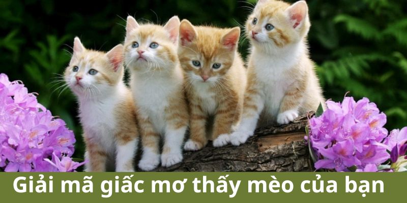 Mơ thấy mèo đánh số mấy - Giải mã chi tiết