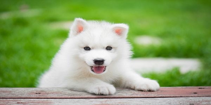 Hình ảnh chú chó thường được liên kết với vai trò bảo vệ