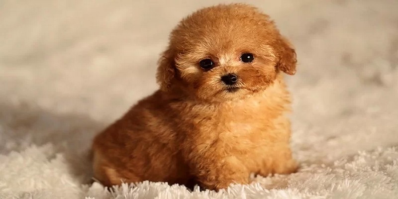 Khui phá bí mật mơ thấy chó đánh con gì?