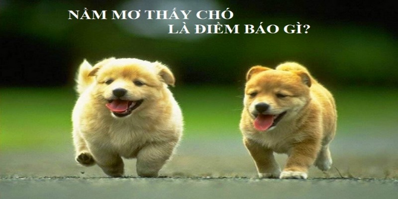 mơ thấy chó đánh con gì