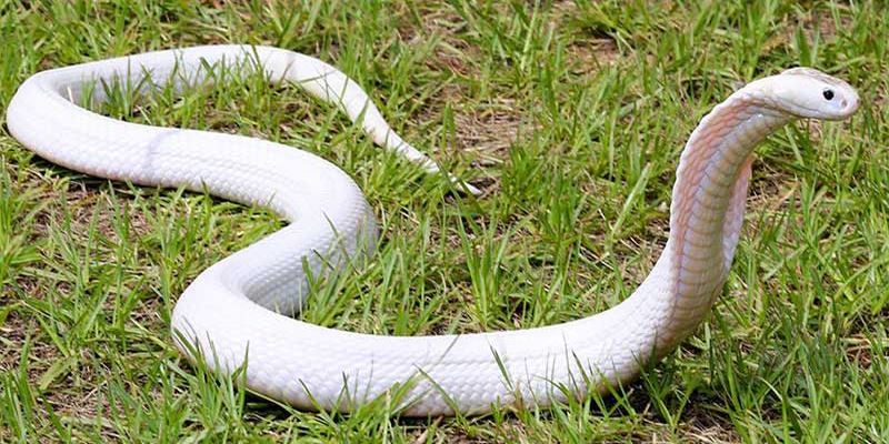 Ngủ mơ thấy rắn là báo hiệu về sức khỏe và tinh thần của bạn sẽ có vấn đề