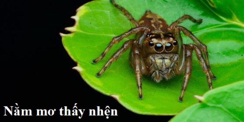 Mơ Thấy Nhện