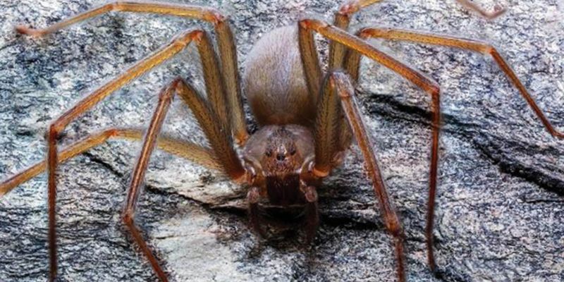 Những con số may mắn khi nằm mơ thấy nhện 