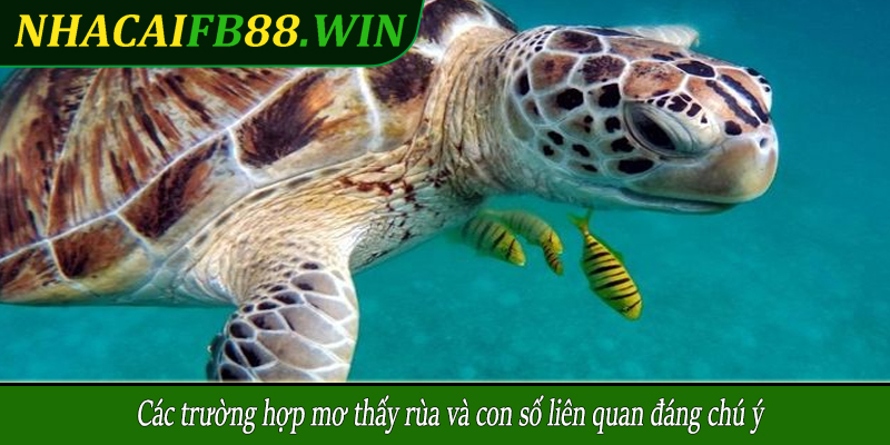 Các trường hợp mơ thấy rùa và con số liên quan đáng chú ý