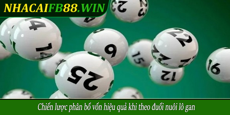 Chiến lược phân bổ vốn hiệu quả khi theo đuổi nuôi lô gan