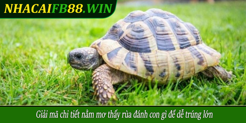 Giải mã chi tiết nằm mơ thấy rùa đánh con gì để dễ trúng lớn