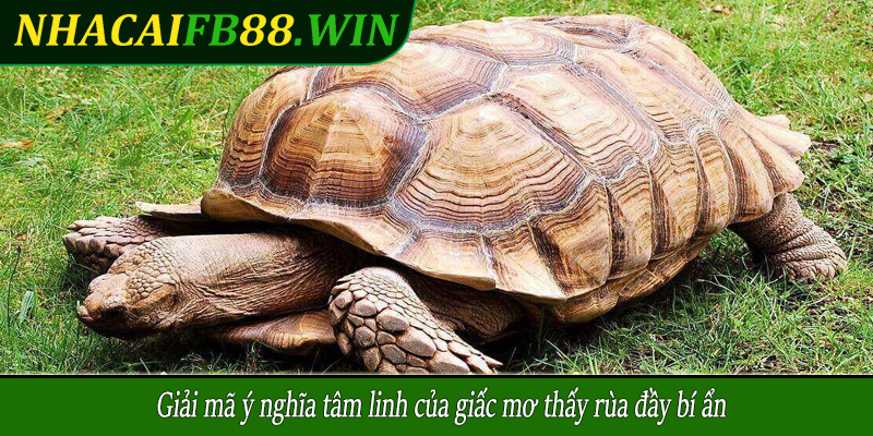 Giải mã ý nghĩa tâm linh của giấc mơ thấy rùa đầy bí ẩn