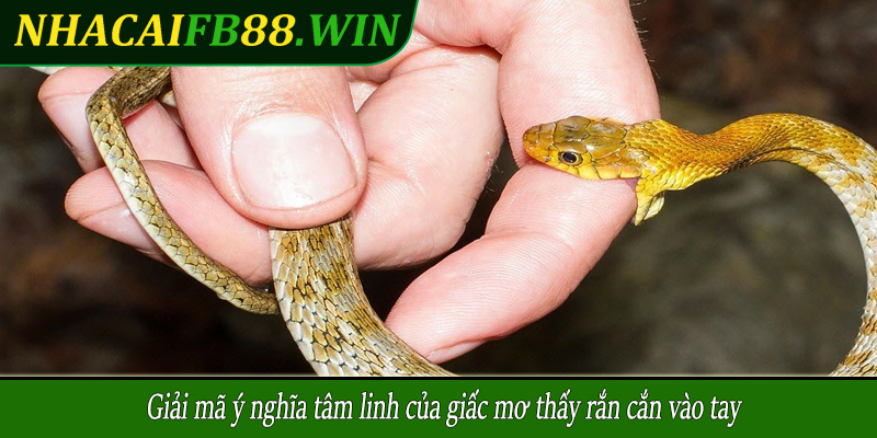 Giải mã ý nghĩa tâm linh của giấc mơ thấy rắn cắn vào tay