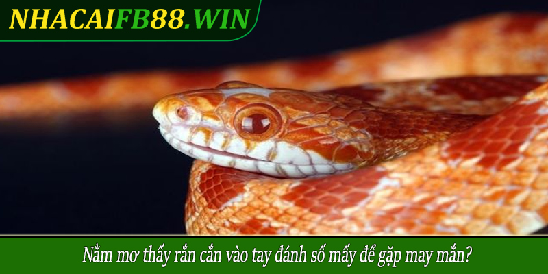 Nằm mơ thấy rắn cắn vào tay đánh số mấy để gặp may mắn?